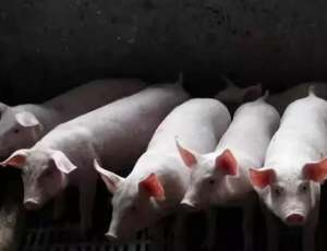 发改委：春节和两会期间重点加强猪肉市场保供稳价